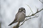 northern hawk owl