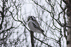 northern hawk owl