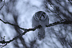 northern hawk owl
