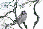 northern hawk owl