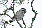 northern hawk owl