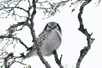 northern hawk owl