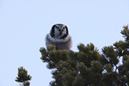 northern hawk