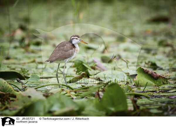 Gelbstirn-Blatthhnchen / northern jacana / JR-05721