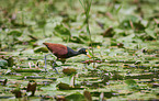 northern jacana