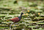 northern jacana