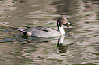 northern pintail