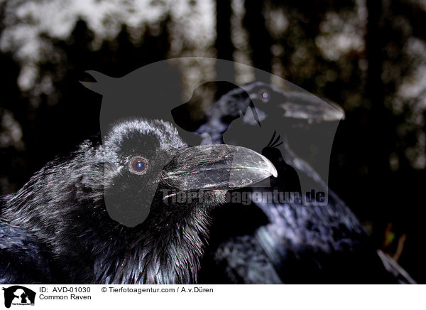Kolkrabe / Common Raven / AVD-01030