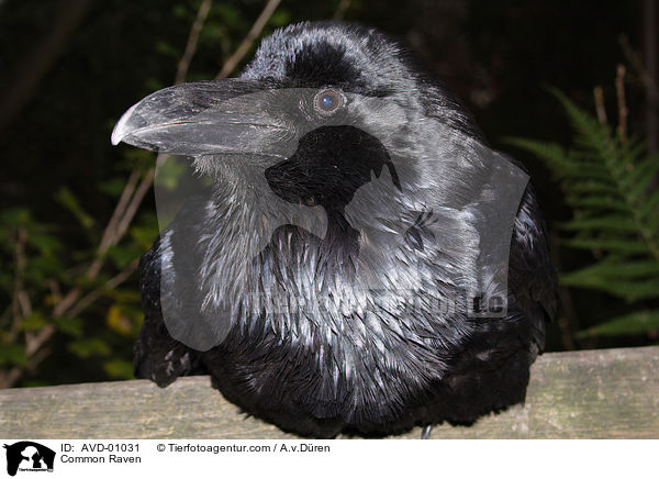 Common Raven / AVD-01031