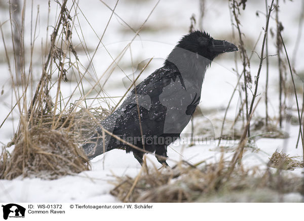 Common Raven / WS-01372
