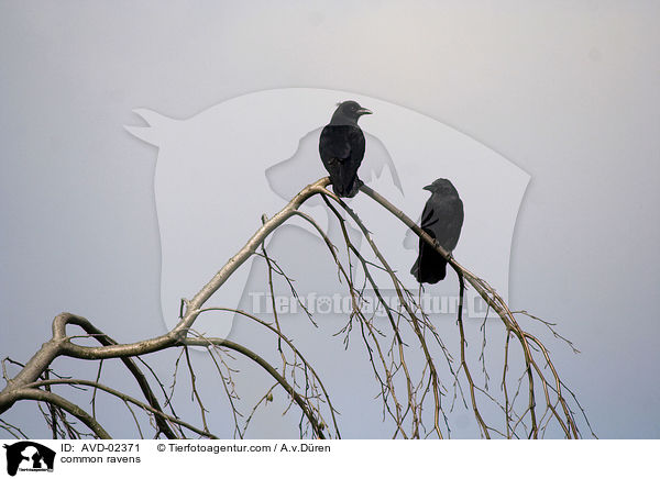Kolkraben / common ravens / AVD-02371