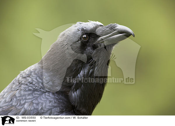 Kolkrabe / common raven / WS-03550