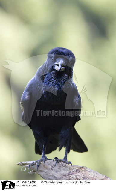 Kolkrabe / common raven / WS-03553