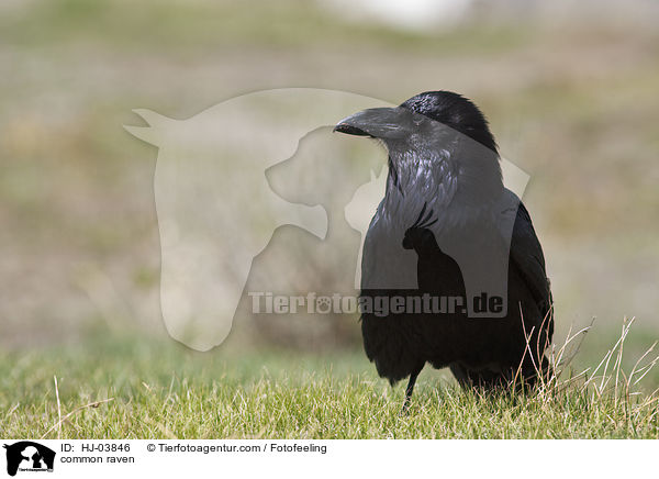 Kolkrabe / common raven / HJ-03846