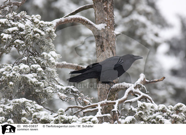 Kolkrabe / common raven / WS-03837