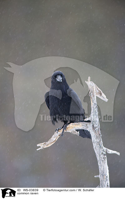 Kolkrabe / common raven / WS-03839