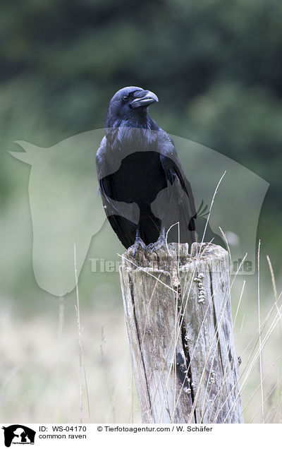 Kolkrabe / common raven / WS-04170