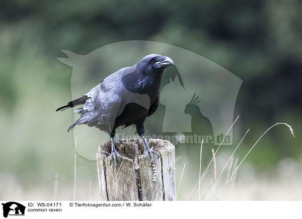 Kolkrabe / common raven / WS-04171