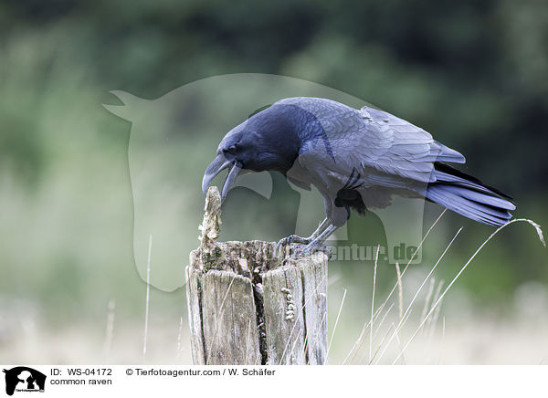 Kolkrabe / common raven / WS-04172