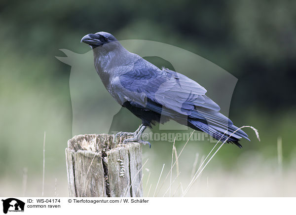 Kolkrabe / common raven / WS-04174