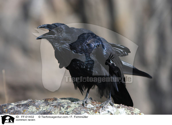 Kolkrabe / common raven / FF-01402