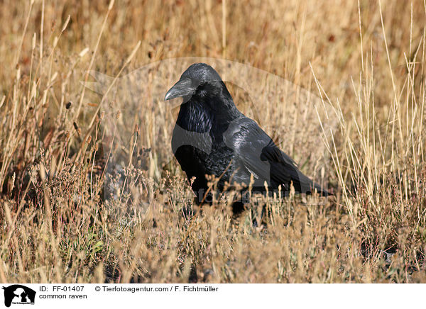 Kolkrabe / common raven / FF-01407