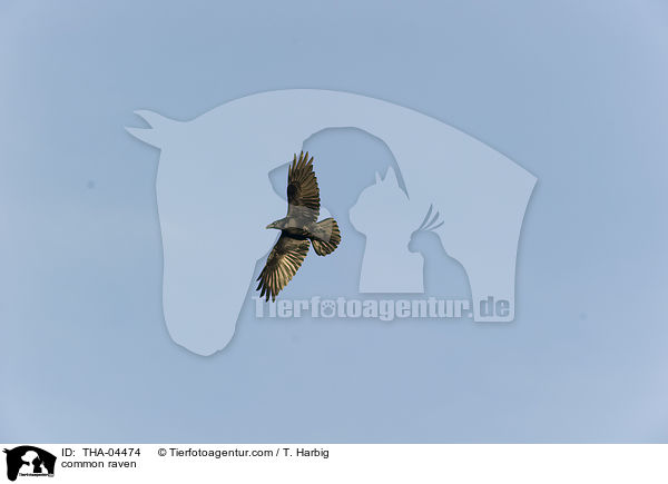 Kolkrabe / common raven / THA-04474