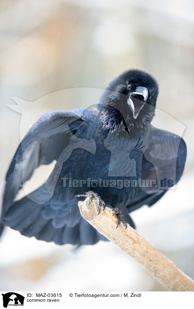 Kolkrabe / common raven / MAZ-03615