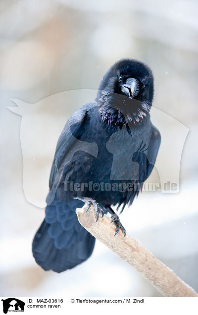 Kolkrabe / common raven / MAZ-03616