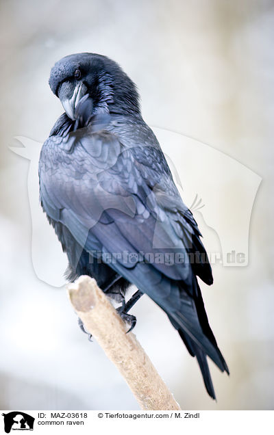 Kolkrabe / common raven / MAZ-03618