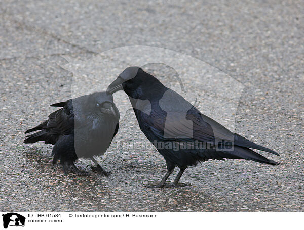 Kolkraben / common raven / HB-01584