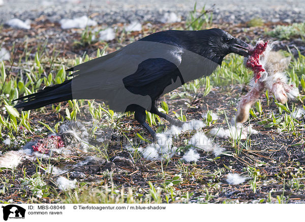 Kolkrabe / common raven / MBS-08046