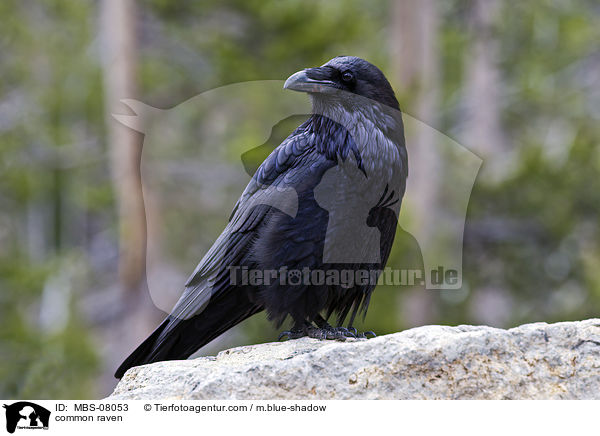 Kolkrabe / common raven / MBS-08053