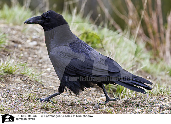 Kolkrabe / common raven / MBS-08056