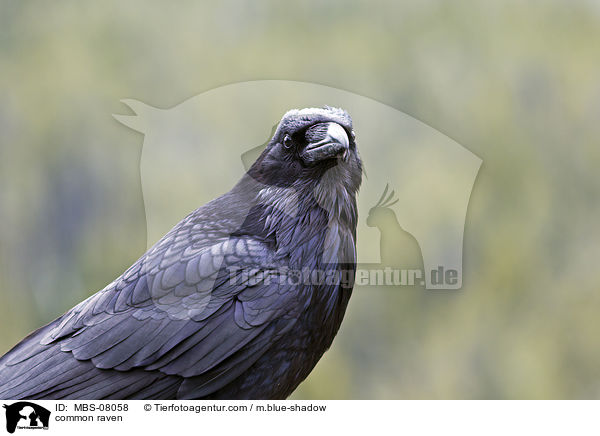 Kolkrabe / common raven / MBS-08058