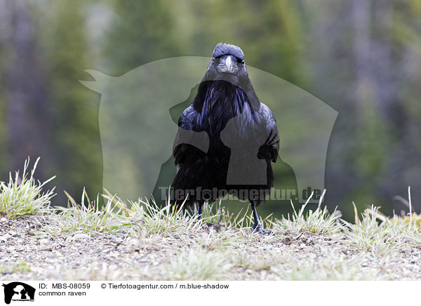 Kolkrabe / common raven / MBS-08059