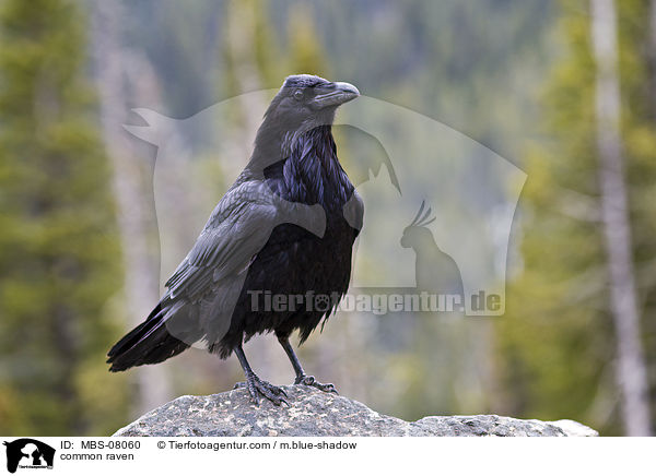 Kolkrabe / common raven / MBS-08060