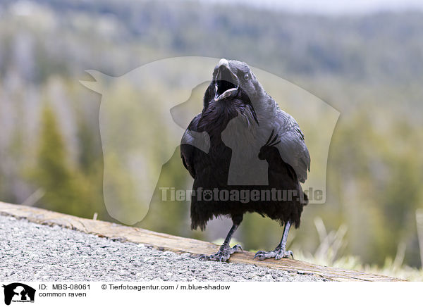 Kolkrabe / common raven / MBS-08061
