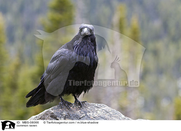 Kolkrabe / common raven / MBS-08066