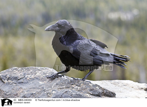 Kolkrabe / common raven / MBS-08069