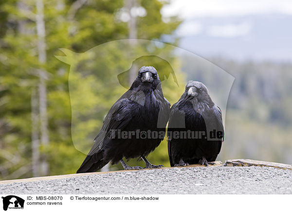 Kolkraben / common ravens / MBS-08070