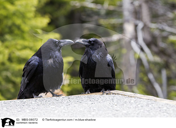 Kolkraben / common ravens / MBS-08072