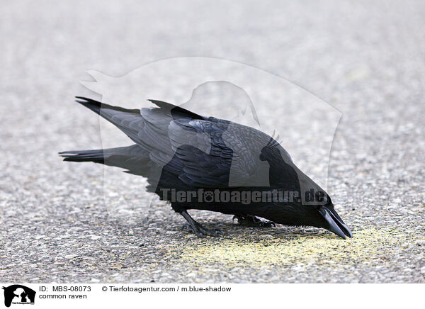 Kolkrabe / common raven / MBS-08073