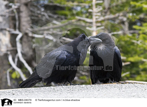 Kolkraben / common ravens / MBS-08078