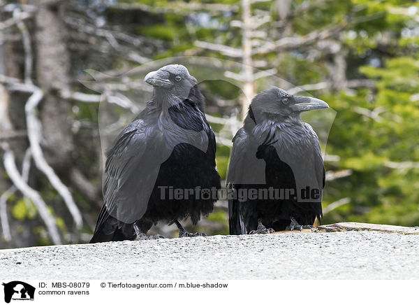 Kolkraben / common ravens / MBS-08079