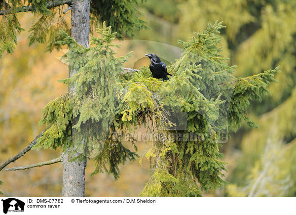 Kolkrabe / common raven / DMS-07782