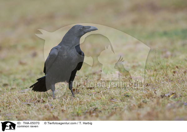 Kolkrabe / common raven / THA-05070