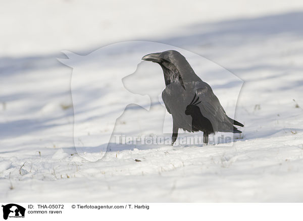 Kolkrabe / common raven / THA-05072