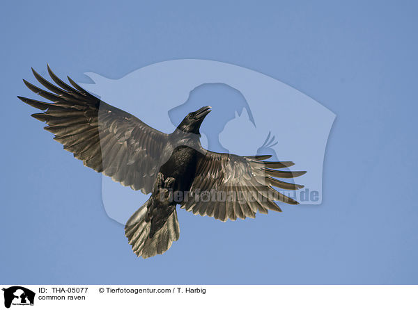 Kolkrabe / common raven / THA-05077