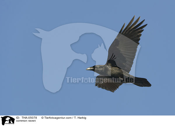 Kolkrabe / common raven / THA-05078
